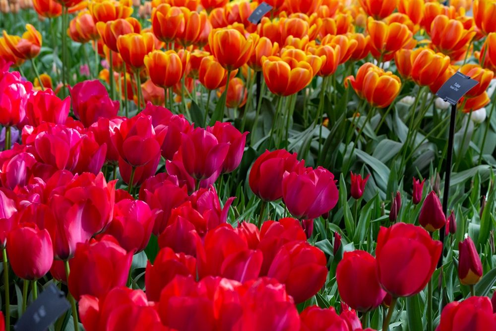 Netherlands Red tulips at Keukenhof Gardens